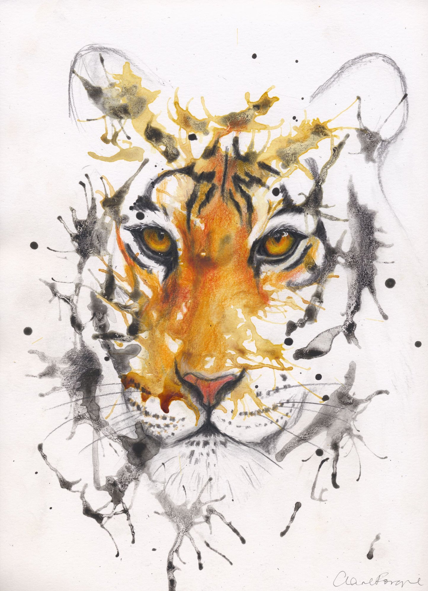 The tiger (Panthera tigris) is the largest cat species in the world and is renowned for its striking orange coat with black stripes, which serve as camouflage in its natural habitat. Native to Asia, tigers inhabit diverse environments, including tropical forests, grasslands, and mangrove swamps. This artwork uses the free style of paint which is splashed onto the paper and the detail created using coloured pencils.