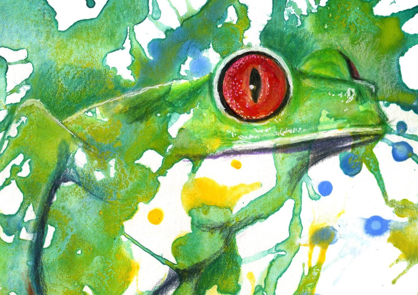 A close-up of the red eyes of this Costa Rican Tree frog